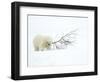 Polar Bear (Ursus Maritimus) Cub Playing with Branch,Churchill, Canada, November-Danny Green-Framed Photographic Print