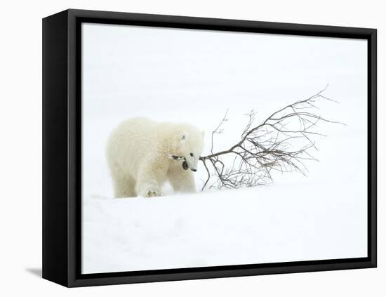 Polar Bear (Ursus Maritimus) Cub Playing with Branch,Churchill, Canada, November-Danny Green-Framed Stretched Canvas