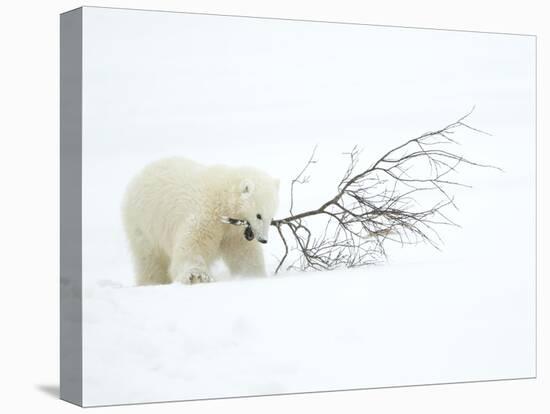 Polar Bear (Ursus Maritimus) Cub Playing with Branch,Churchill, Canada, November-Danny Green-Stretched Canvas