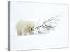Polar Bear (Ursus Maritimus) Cub Playing with Branch,Churchill, Canada, November-Danny Green-Stretched Canvas