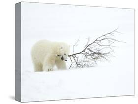 Polar Bear (Ursus Maritimus) Cub Playing with Branch,Churchill, Canada, November-Danny Green-Stretched Canvas