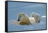 Polar Bear (Ursus Maritimus) Female Coming Out The Den With One Three Month Cub-Eric Baccega-Framed Stretched Canvas