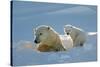 Polar Bear (Ursus Maritimus) Female Coming Out The Den With One Three Month Cub-Eric Baccega-Stretched Canvas