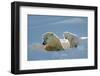 Polar Bear (Ursus Maritimus) Female Coming Out The Den With One Three Month Cub-Eric Baccega-Framed Photographic Print