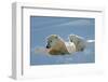 Polar Bear (Ursus Maritimus) Female Coming Out The Den With One Three Month Cub-Eric Baccega-Framed Photographic Print