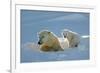 Polar Bear (Ursus Maritimus) Female Coming Out The Den With One Three Month Cub-Eric Baccega-Framed Photographic Print