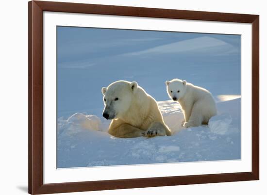 Polar Bear (Ursus Maritimus) Female Coming Out The Den With One Three Month Cub-Eric Baccega-Framed Photographic Print