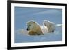 Polar Bear (Ursus Maritimus) Female Coming Out The Den With One Three Month Cub-Eric Baccega-Framed Photographic Print