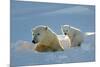 Polar Bear (Ursus Maritimus) Female Coming Out The Den With One Three Month Cub-Eric Baccega-Mounted Photographic Print