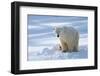 Polar Bear (Ursus Maritimus) Female Coming Out The Den With One Three Month Cub-Eric Baccega-Framed Photographic Print