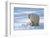 Polar Bear (Ursus Maritimus) Female Coming Out The Den With One Three Month Cub-Eric Baccega-Framed Photographic Print