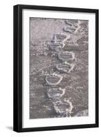 Polar Bear (Ursus maritimus) footprints in ice, Canada-Terry Andrewartha-Framed Premium Photographic Print