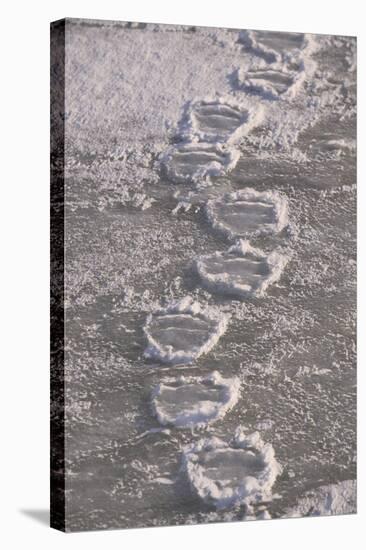 Polar Bear (Ursus maritimus) footprints in ice, Canada-Terry Andrewartha-Stretched Canvas