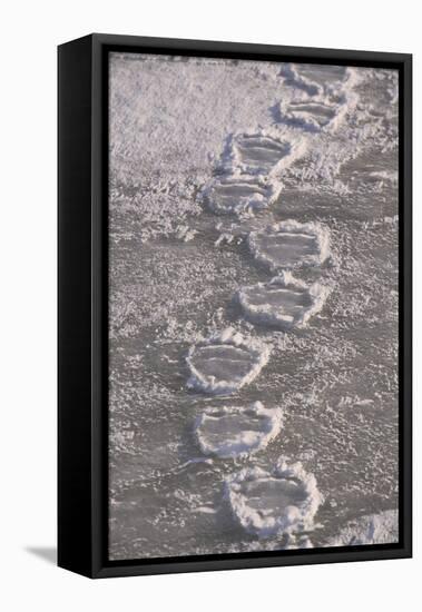 Polar Bear (Ursus maritimus) footprints in ice, Canada-Terry Andrewartha-Framed Stretched Canvas