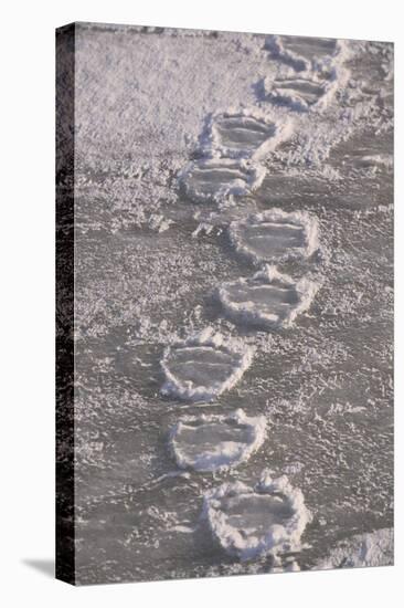 Polar Bear (Ursus maritimus) footprints in ice, Canada-Terry Andrewartha-Stretched Canvas