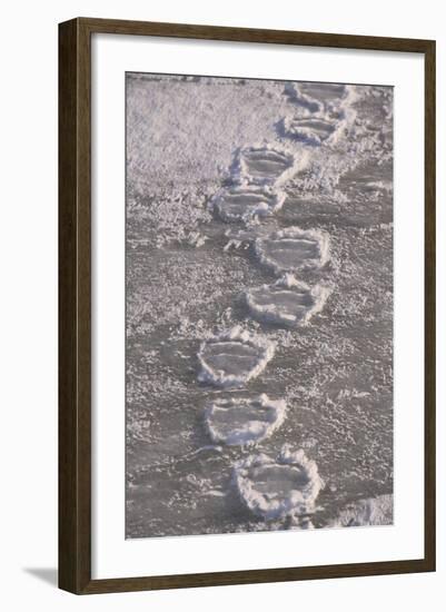 Polar Bear (Ursus maritimus) footprints in ice, Canada-Terry Andrewartha-Framed Photographic Print