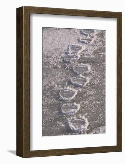 Polar Bear (Ursus maritimus) footprints in ice, Canada-Terry Andrewartha-Framed Photographic Print