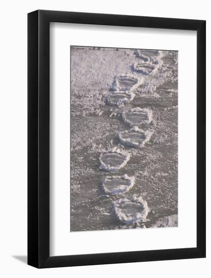 Polar Bear (Ursus maritimus) footprints in ice, Canada-Terry Andrewartha-Framed Photographic Print