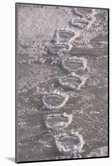 Polar Bear (Ursus maritimus) footprints in ice, Canada-Terry Andrewartha-Mounted Photographic Print