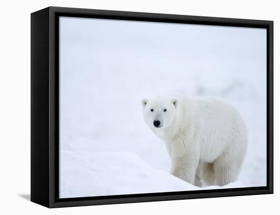 Polar Bear (Ursus Maritimus), Hudson Bay, Churchill, Manitoba, Canada, North America-Thorsten Milse-Framed Stretched Canvas