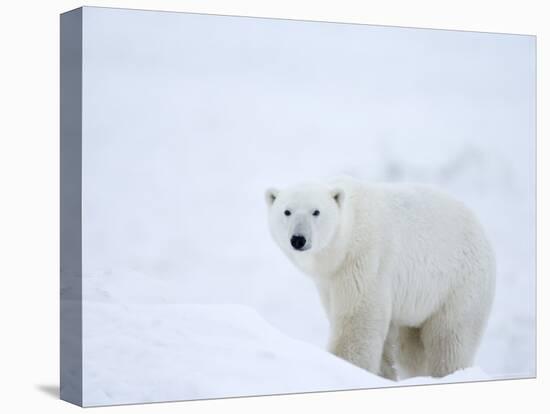 Polar Bear (Ursus Maritimus), Hudson Bay, Churchill, Manitoba, Canada, North America-Thorsten Milse-Stretched Canvas