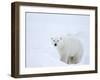 Polar Bear (Ursus Maritimus), Hudson Bay, Churchill, Manitoba, Canada, North America-Thorsten Milse-Framed Photographic Print