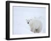 Polar Bear (Ursus Maritimus), Hudson Bay, Churchill, Manitoba, Canada, North America-Thorsten Milse-Framed Photographic Print