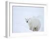 Polar Bear (Ursus Maritimus), Hudson Bay, Churchill, Manitoba, Canada, North America-Thorsten Milse-Framed Photographic Print