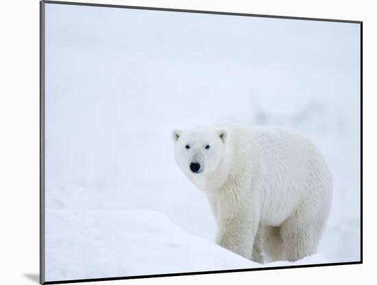 Polar Bear (Ursus Maritimus), Hudson Bay, Churchill, Manitoba, Canada, North America-Thorsten Milse-Mounted Photographic Print