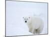 Polar Bear (Ursus Maritimus), Hudson Bay, Churchill, Manitoba, Canada, North America-Thorsten Milse-Mounted Photographic Print