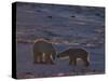 Polar Bear (Ursus Maritimus), Hudson Bay, Churchill, Manitoba, Canada, North America-Thorsten Milse-Stretched Canvas