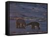Polar Bear (Ursus Maritimus), Hudson Bay, Churchill, Manitoba, Canada, North America-Thorsten Milse-Framed Stretched Canvas