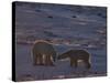 Polar Bear (Ursus Maritimus), Hudson Bay, Churchill, Manitoba, Canada, North America-Thorsten Milse-Stretched Canvas