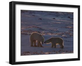 Polar Bear (Ursus Maritimus), Hudson Bay, Churchill, Manitoba, Canada, North America-Thorsten Milse-Framed Photographic Print