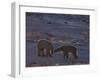 Polar Bear (Ursus Maritimus), Hudson Bay, Churchill, Manitoba, Canada, North America-Thorsten Milse-Framed Photographic Print