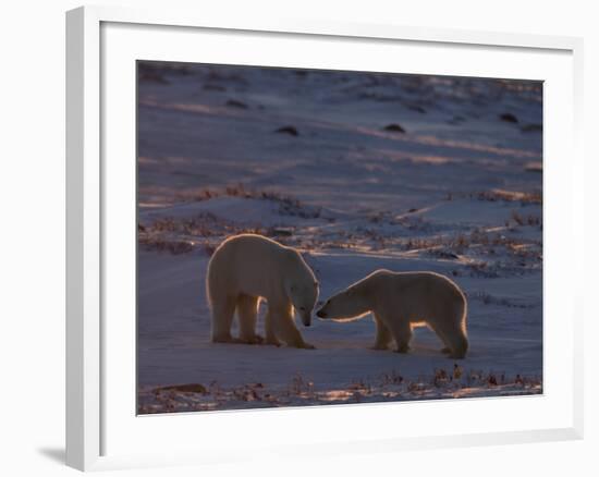 Polar Bear (Ursus Maritimus), Hudson Bay, Churchill, Manitoba, Canada, North America-Thorsten Milse-Framed Photographic Print