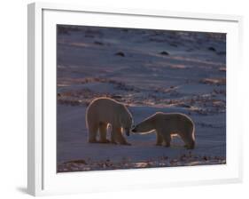 Polar Bear (Ursus Maritimus), Hudson Bay, Churchill, Manitoba, Canada, North America-Thorsten Milse-Framed Photographic Print