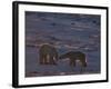 Polar Bear (Ursus Maritimus), Hudson Bay, Churchill, Manitoba, Canada, North America-Thorsten Milse-Framed Photographic Print