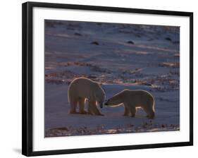 Polar Bear (Ursus Maritimus), Hudson Bay, Churchill, Manitoba, Canada, North America-Thorsten Milse-Framed Photographic Print