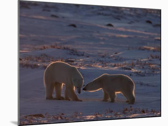 Polar Bear (Ursus Maritimus), Hudson Bay, Churchill, Manitoba, Canada, North America-Thorsten Milse-Mounted Photographic Print