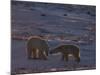 Polar Bear (Ursus Maritimus), Hudson Bay, Churchill, Manitoba, Canada, North America-Thorsten Milse-Mounted Photographic Print