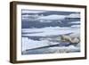 Polar Bear (Ursus Maritimus) Leaping between Ice Floes, Svalbard Islands, Norway., 2022 (Photo)-Sisse Brimberg-Framed Giclee Print