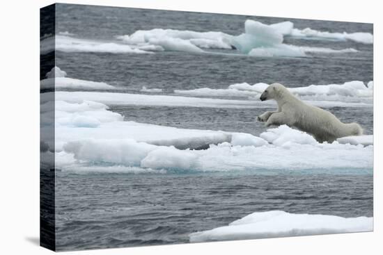 Polar Bear (Ursus Maritimus) Leaping from Sea Ice, Moselbukta, Svalbard, Norway, July 2008-de la-Stretched Canvas