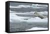 Polar Bear (Ursus Maritimus) Leaping from Sea Ice, Moselbukta, Svalbard, Norway, July 2008-de la-Framed Stretched Canvas