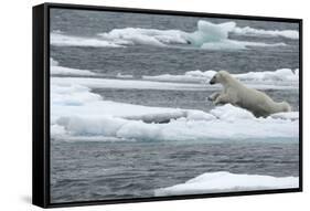 Polar Bear (Ursus Maritimus) Leaping from Sea Ice, Moselbukta, Svalbard, Norway, July 2008-de la-Framed Stretched Canvas