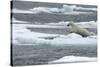 Polar Bear (Ursus Maritimus) Leaping from Sea Ice, Moselbukta, Svalbard, Norway, July 2008-de la-Stretched Canvas