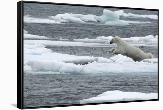 Polar Bear (Ursus Maritimus) Leaping from Sea Ice, Moselbukta, Svalbard, Norway, July 2008-de la-Framed Stretched Canvas