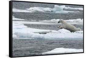 Polar Bear (Ursus Maritimus) Leaping from Sea Ice, Moselbukta, Svalbard, Norway, July 2008-de la-Framed Stretched Canvas