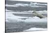 Polar Bear (Ursus Maritimus) Leaping from Sea Ice, Moselbukta, Svalbard, Norway, July 2008-de la-Stretched Canvas