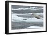 Polar Bear (Ursus Maritimus) Leaping from Sea Ice, Moselbukta, Svalbard, Norway, July 2008-de la-Framed Photographic Print